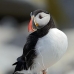 puffin_atlantic_msi_v_0701_can1729.jpg